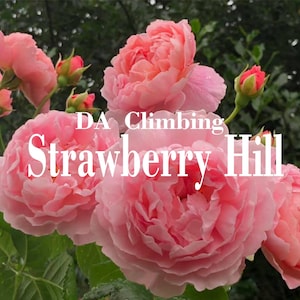8 boutures de rosier grimpant anglais | Boutures de roses sans racines parfumées pour jardin en treillis | Rose de style héritage à floraison estivale