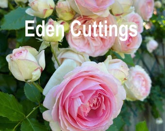 Chinese Julie. Climbing Rose Hanxian 涵仙，cut Rose. highly