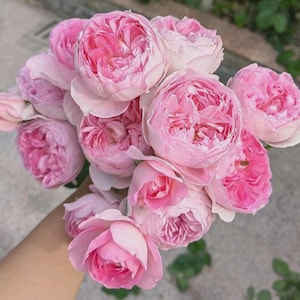 Pre-sale Climbing Rose Plant &quot;Mon Coeur&quot; – Own Root | Soft Pink Garden Rose with Musk-Fragrance & Repeated Flush Blooms | Buy 3 get 1 free
