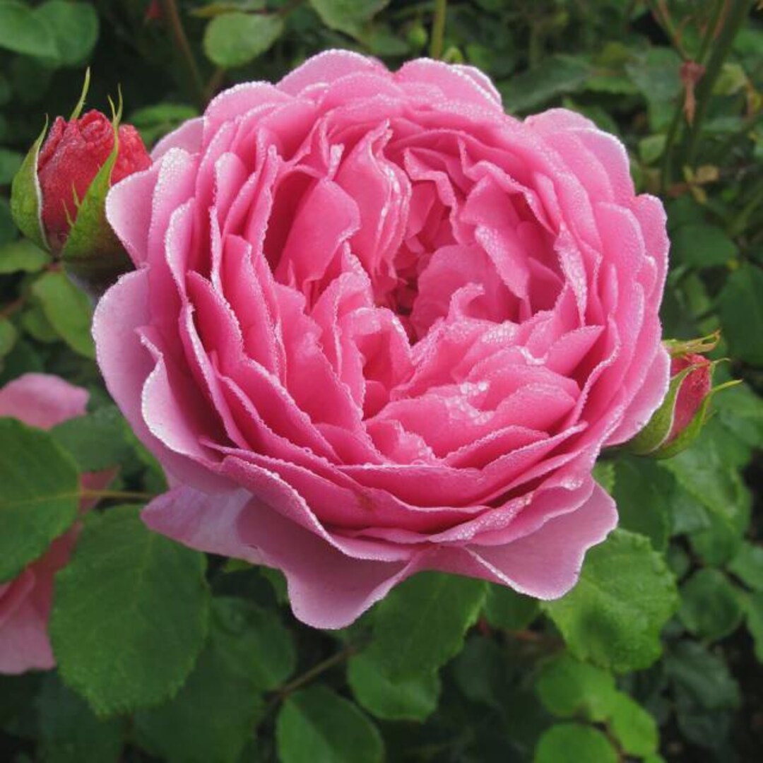 Princess Anne Rose Plant in 5 Gallon Pot – Fragrant English Shrub Rose ...