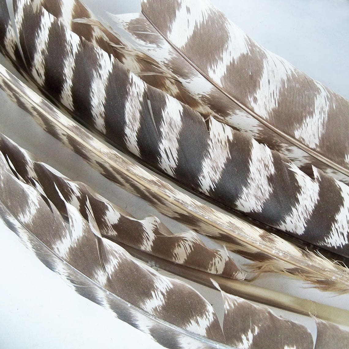 Bundle of 30 Wild Turkey Feathers Western Merriams Turkey | Etsy