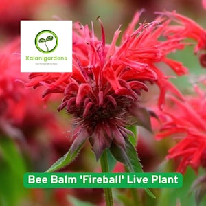 Bee Balm 'Fireball' Live Plant: Red Monarda Perennial, Pollinator Friendly image 2