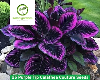 25 Purple Tip Calathea Couture Seeds, Beautiful Exotic Plant for Home & Garden