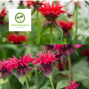 Bee Balm 'Fireball' Live Plant: Red Monarda Perennial, Pollinator Friendly image 4