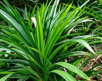 Live Pandan Plant (Pandanus amaryllifolius), 1 Tissue Culture Plug 3–6”, Aromatic Culinary Herb