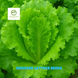 1000 Romaine Lettuce Seeds, All Season Italian Lettuce, Heirloom, Non-GMO, Year-Round Growing