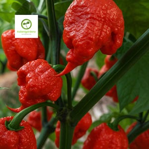 May include: Close-up of vibrant red Carolina Reaper peppers growing on a green plant. The peppers have a wrinkled texture and a distinctive pointed tail. The image includes the logo "Kalani Gardens".
