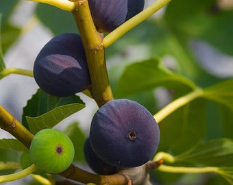 100 Texas Blue Giant Fig Seeds, Sweet Heirloom Variety, Non GMO, Cold Hardy