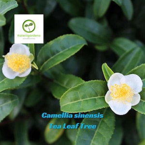 Camellia sinensis Plant Cuttings 2–6 inches, Tea Leaf Tree for Garden or Pot