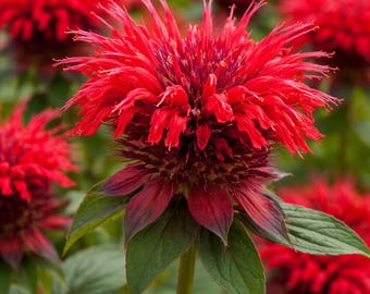 Bee Balm 'Fireball' Live Plant: Red Monarda Perennial, Pollinator Friendly
