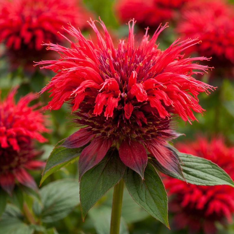Bee Balm 'Fireball' Live Plant: Red Monarda Perennial, Pollinator Friendly image 1