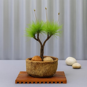 May include: A miniature bonsai tree with vibrant green foliage and a brown trunk, planted in a textured, round, brown pot. The pot contains two stones and sits on a wooden slatted tray. Two additional stones are beside the pot.