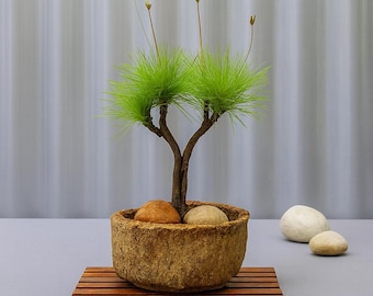 Live Dwarf Australian Weeping Willow Bonsai Cutting Plant, Fast-Growing, Indoor/Outdoor Ornamental Plant