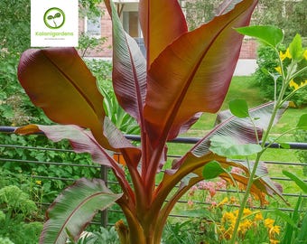 Red Abyssinian Banana Plant | Ensete Maurelii Live Starter | Ornamental  Tropical False Banana Tree for Patio, Garden, or Container - Etsy