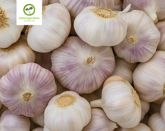 Purple Early Italian Garlic Bulbs, Fresh Whole Garlic for Eating or Planting, No GMO