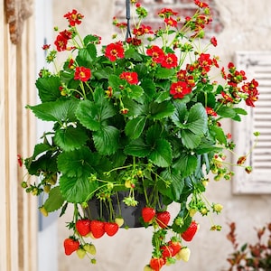 May include: A hanging planter containing a strawberry plant with vibrant green leaves, numerous small red flowers, and several ripening strawberries in various stages of development, ranging from pale green to a deep, ripe red color.