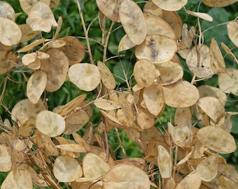 50 Lunaria Biennis Money Plant Seeds, Heirloom Non-GMO, Pollinator Friendly, Easy Grow