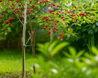 25 Dwarf Cherry Bonsai Tree Seeds, Miniature Edible Fruit Tree, Non GMO