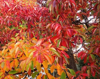 Sassafras Tree 12–24 inches Tall Live Plant, Cold Hardy, Native Aromatic Tree