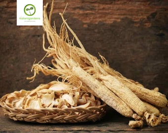 10 Asian Ginseng Seeds, Panax Perennial Herb for Planting, Non-GMO, Easy Grow