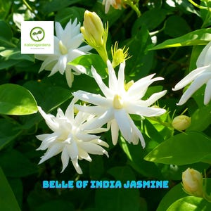 Belle Of India Jasmine, Jasminum Sambac Double Live Starter Plant, Aromatic Plant for Garden