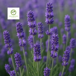 French Lavender &#39;Lavandula Provence&#39; Flower Starter Plants, Aromatic Flowers, Bee Friendly Plants