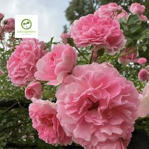 Pink Pine Climbing Rose 5 Cuttings, Fragrant Heirloom Perennial Rose Bush for Garden
