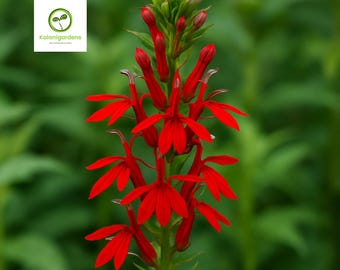 200 Cardinal Flower Seeds, Vibrant Red Perennial Blooms, Hummingbird & Pollinator Magnet