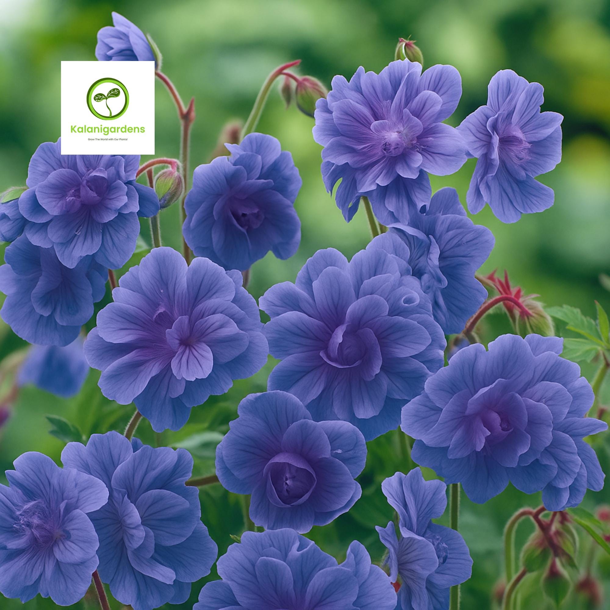 10 Double Purple Geranium Seeds – Perennial Blooms, Vibrant Garden ...