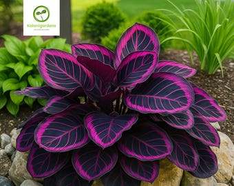 25 Purple Tip Calathea Seeds: Exotic Tropical Plant for Home & Garden