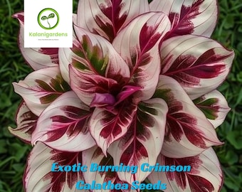 25 Exotic Burning Crimson Calathea Seeds, Rare Tropical Plant for Home or Garden