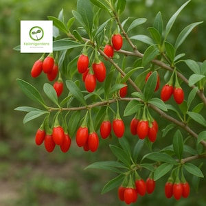 4–8” Goji Berry Bush Live Plant, Lycium barbarum, Grow Your Own Superfruit