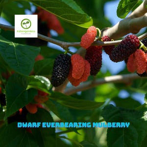 Dwarf Everbearing Mulberry Live Plant – Sweet Fruit Tree for Home Garden & Patio