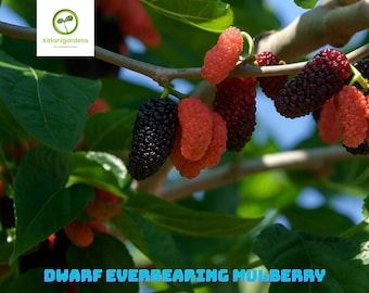 Dwarf Everbearing Mulberry Live Plant, Fruit Tree for Home Garden & Patio, Cold Hardy
