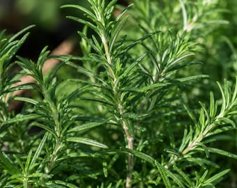 50 Rosemary Seeds, Evergreen Culinary Herb, Perennial Shrub for Garden & Containers