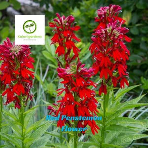Red Penstemon Seeds: Eaton&#39;s Beardtongue, Native Wildflower (200 Seeds)
