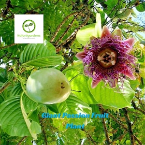 3–6” Giant Granadilla Passion Fruit Vine, Rare Tropical Starter Plant, Easy to Grow