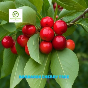 Acerola Barbados Cherry Tree Plant, Organic, Pesticide Free, Fruit Plant