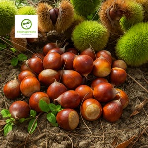 May include: A collection of chestnuts and their spiky green husks. The chestnuts are a rich brown color, with some showing their light-colored nutmeat. Green leaves and brown soil complete the natural scene.