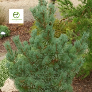 May include: A close-up of a vibrant green pine tree with long, needle-like leaves. The tree has a dense, full appearance, with a mix of light and dark green hues. The image includes the "Kalanigardens" logo in the upper left corner. The background features other greenery and brown earth.