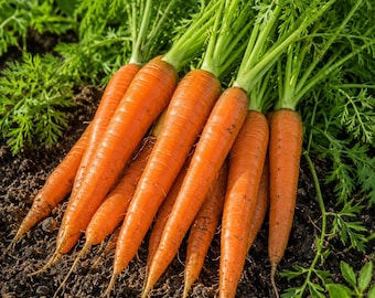 200 Tendersweet Carrot Seeds, Heirloom Non-GMO, Easy to Grow, Vegetable Garden, Cold Hardy