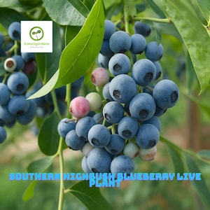 Biloxi Southern Highbush Blueberry Live Plant Plug (3–6&quot;), Edible Fruit Shrub