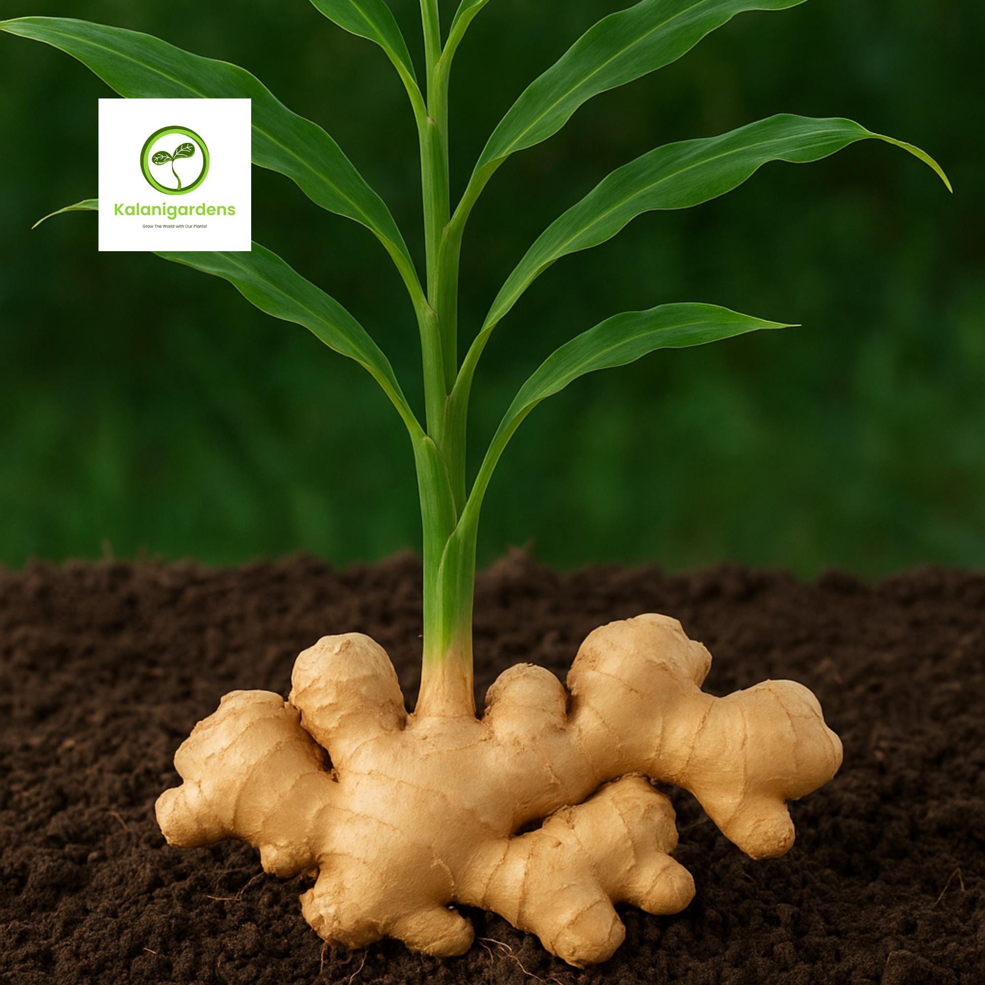 8 Ons Organic Ginger Root, Fresh Natural Spice for Cooking