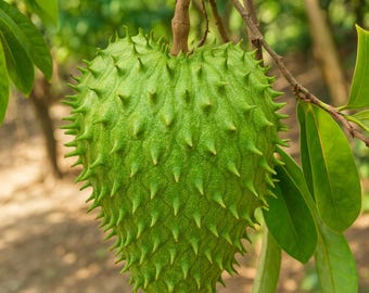 10 Soursop Graviola Seeds, Annona Muricata, Tropical Fruit Tree, Non GMO