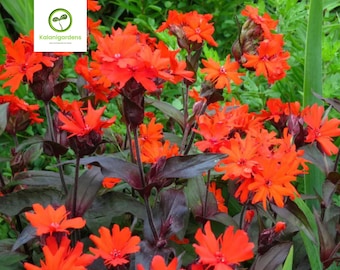 25 Arkwright’s Campion Vesuvius Seeds,  Non-GMO,  Perennial Flower, Hummingbird Friendly