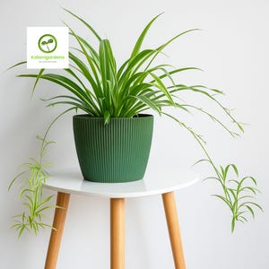 May include: A green spider plant in a ribbed, dark green pot. The plant sits on a small, white, round table with wooden legs. The plant has long, green and white striped leaves. The logo "KalaniGardens" is in the top left corner.