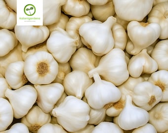 Fresh White Garlic Bulbs: Organic Heirloom, For Eating or Planting, Cold Hardy
