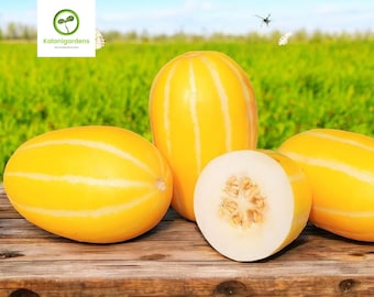 May include: Four yellow melons with light green stripes rest on a wooden surface. One melon is sliced open, revealing white flesh and seeds. The background features a green field and blue sky.