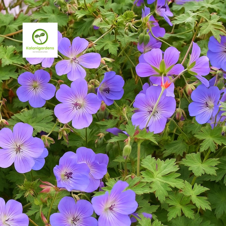 25 Rozanne Geranium Seeds (gerwat) – Violet-blue Hardy Perennial for ...