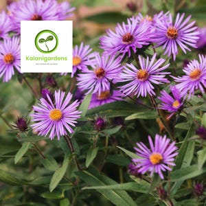 500 New England Aster Seeds, Purple Perennial Flower, Non-GMO Heirloom for Outdoor Garden